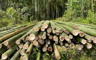 Bamboo Plantation